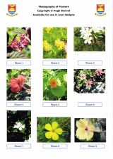 05 Kiribati 2017 Flowers - Photgraphs of flowers